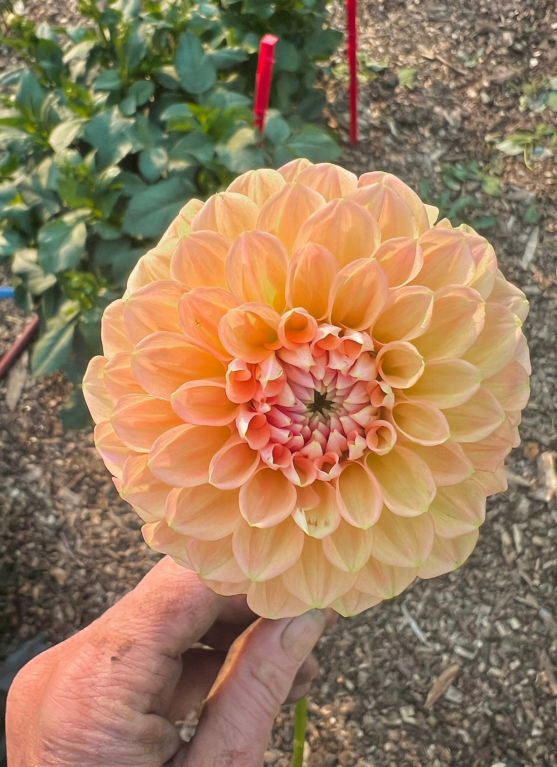 Why Local Matters: The Beauty of the "Slow Flowers" Movement