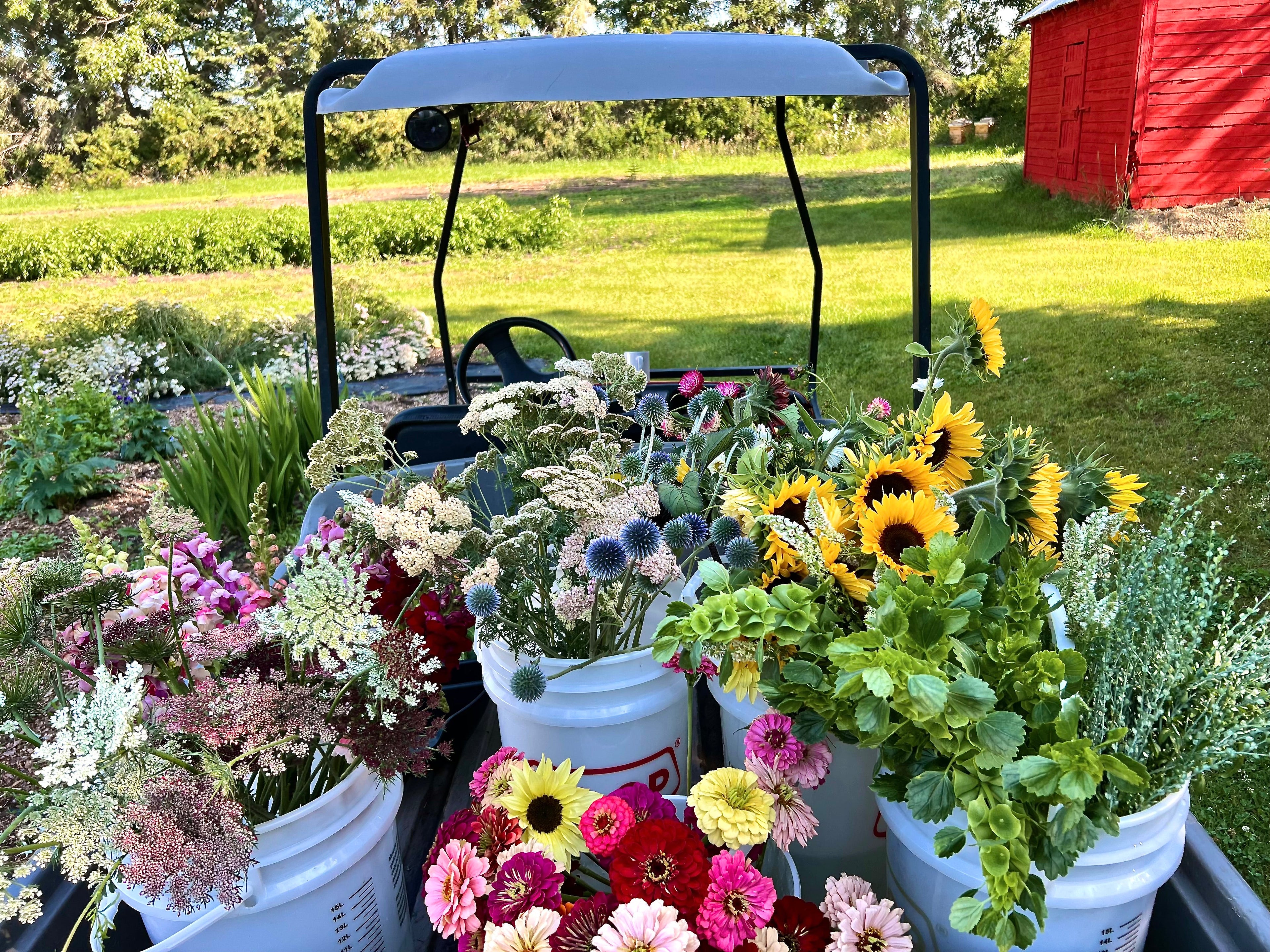 Bulk Blooms